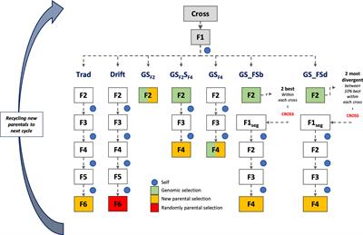 Optimizing self-pollinated crop breeding employing genomic selection: From schemes to updating training sets